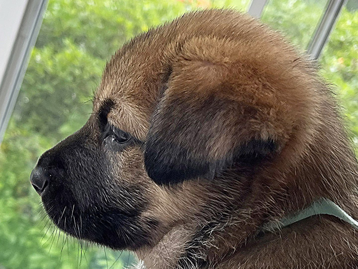 chinook puppy